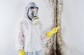 Why You Should Choose Our Mold Remediation Services in St Michael, MN